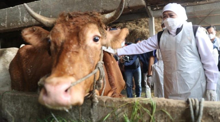 Antisipasi Penyebaran PMK, Pemkab Pesawaran Tunggu Distribusi Vaksin