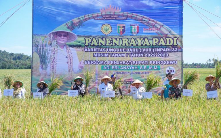 Penjabat Bupati Pringsewu Panen Raya Padi Varietas Unggul Baru (VUB) Inpari 32