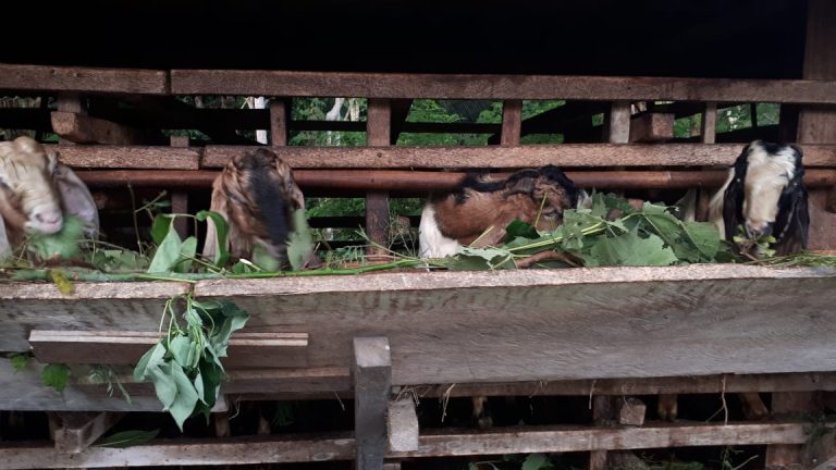 Berternak Kambing Penunjang Ekonomi Masyarakat Penyandingan