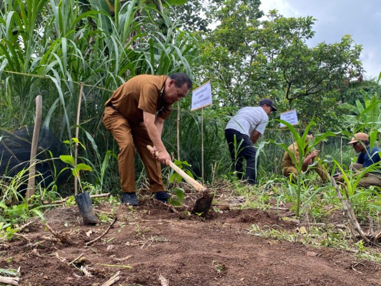 Produksi Kakao Menurun, Pemkab Pesawaran Siapkan 10 Ribu Bibit Kakao MCC